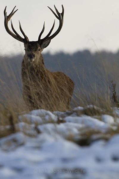 RED DEER ref rd 8a - THE DEER IN WINTER