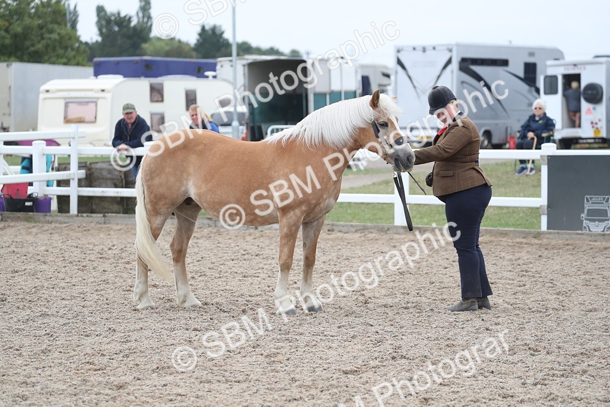 SBM_17933 - Class 317 IH Pure bred Horse/Pony