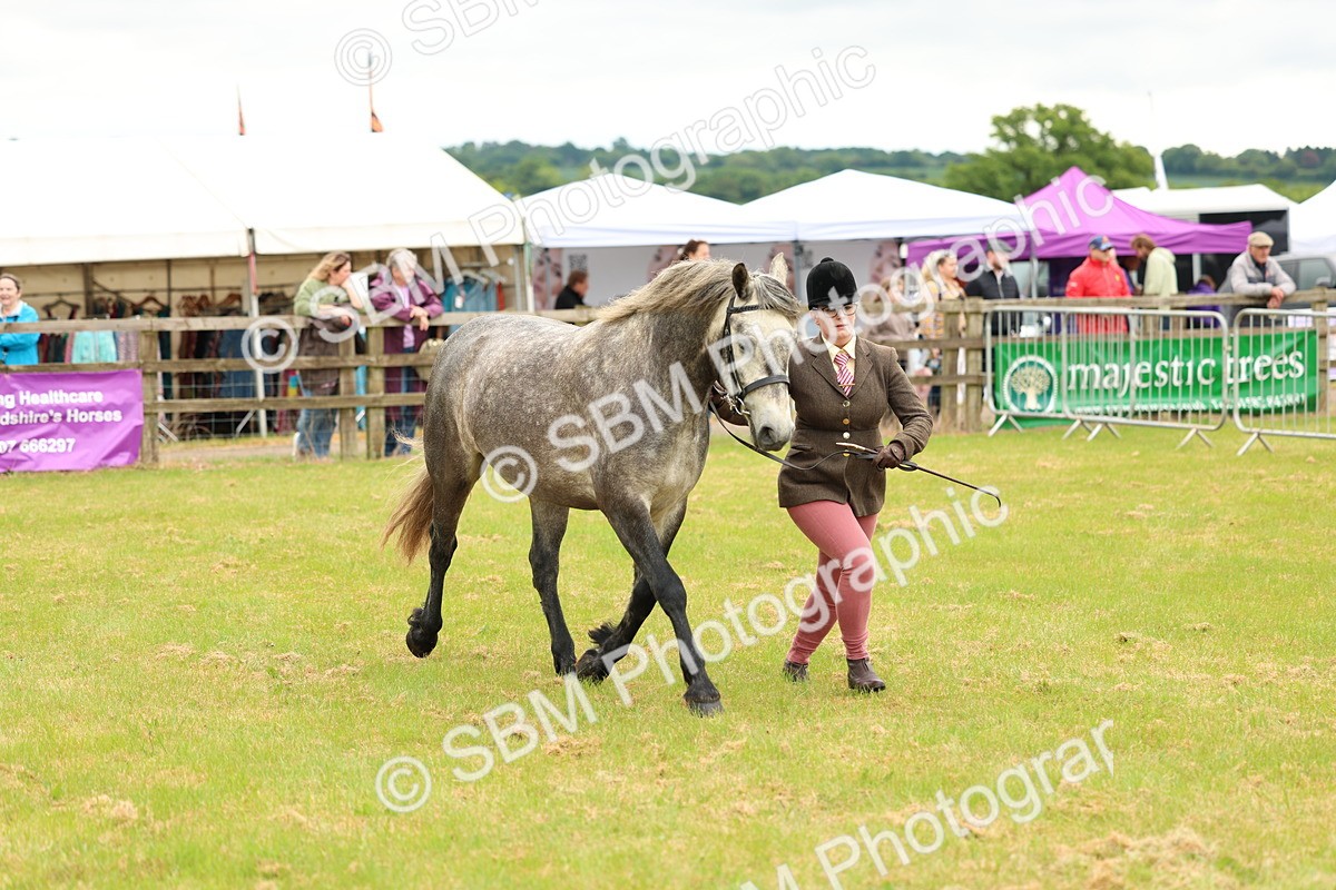 SBM_04056 - Class 64-67 - Shetland Pony In Hand