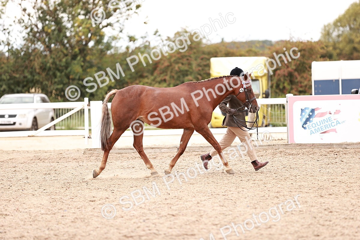 SBM_16915 - Class 415 - Horse-Pony Judge would most like to take home