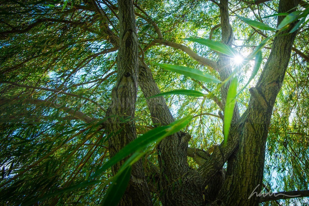 DSC_0597 - Trees