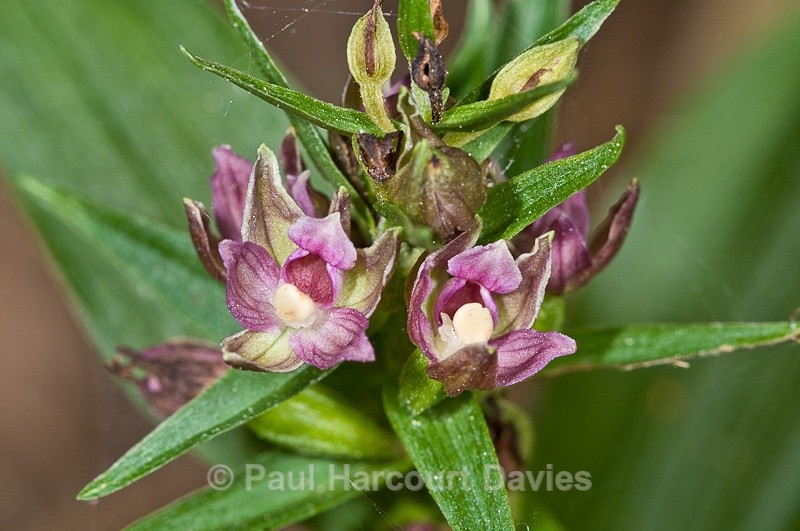  - Orchids - Various