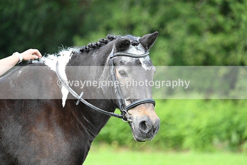 WJ7_1689 - Class 11 Condition & Turnout