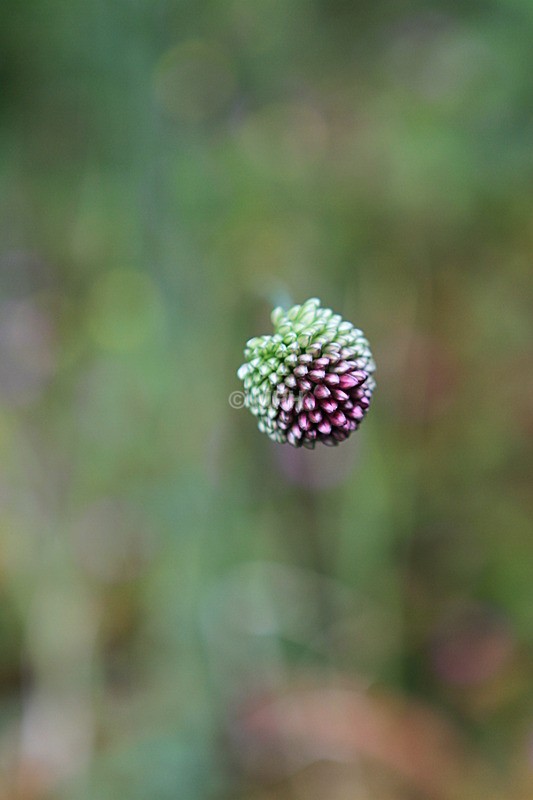  - Flowers