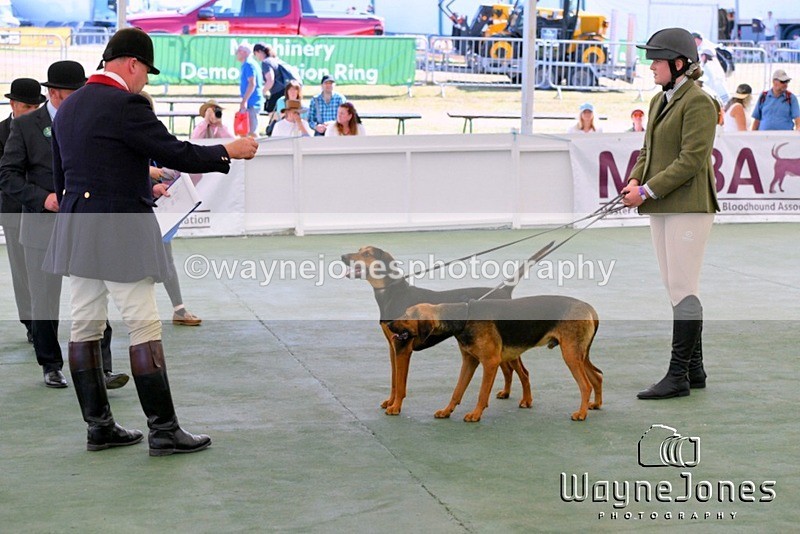 WJ5_0610 - Berks & Bucks at the Great Yorkshire Show 2025