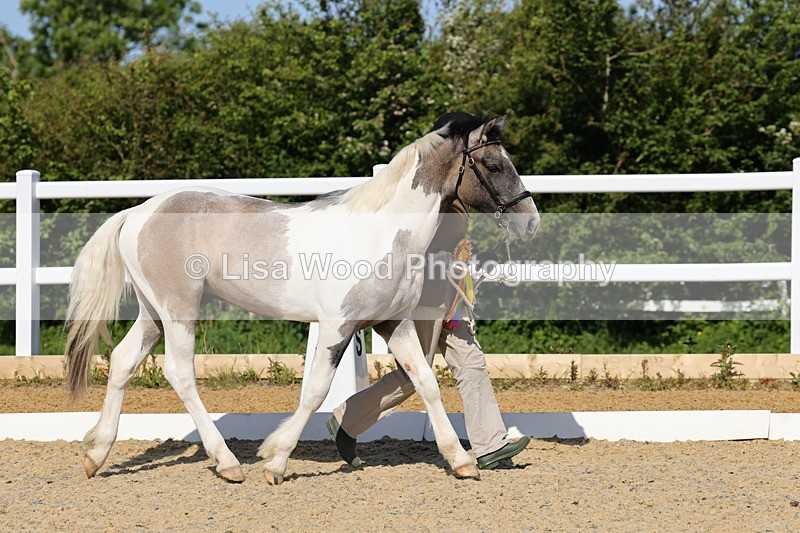 1X9A0720 - Class 3: Youngstock 1, 2, 3 year old not to exceed 153cm