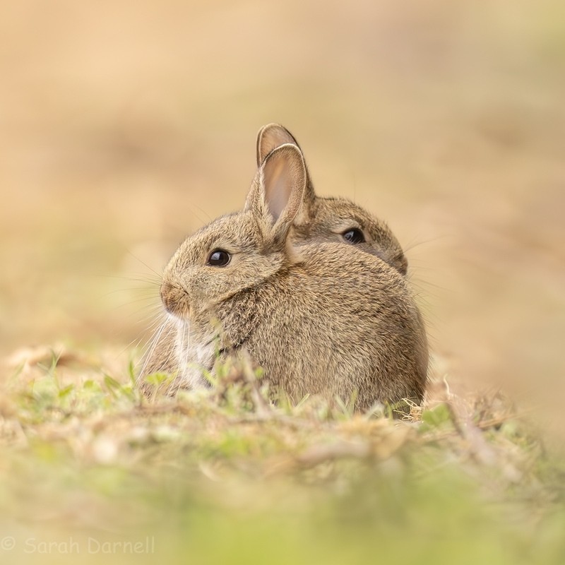 Bunny Double 2026 - Greeting Cards