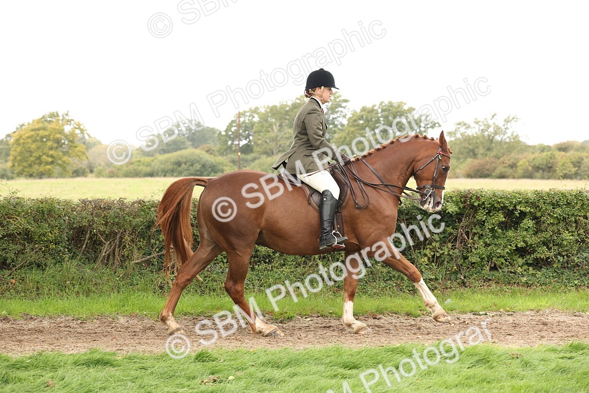 SBM_64201 - S65 - Riding Horse & Hack & Thoroughbred Ridden