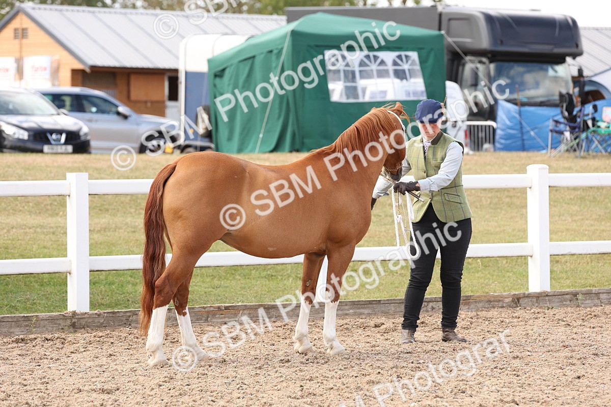SBM_15090 - Class 209 - IH Veteran Pony