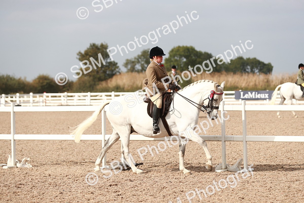 SBM_17488 - Class 215 Ridden Hack/ Riding Horse