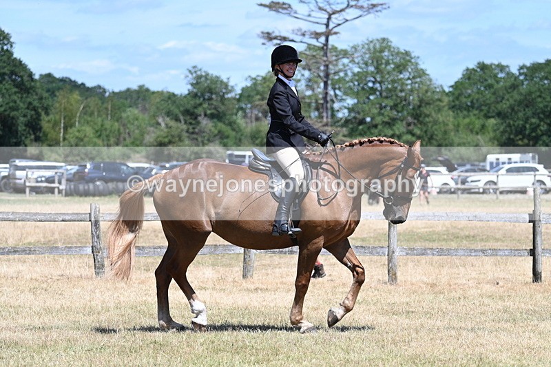 WJ7_2881 - Class 7 Riding Club Show Horse