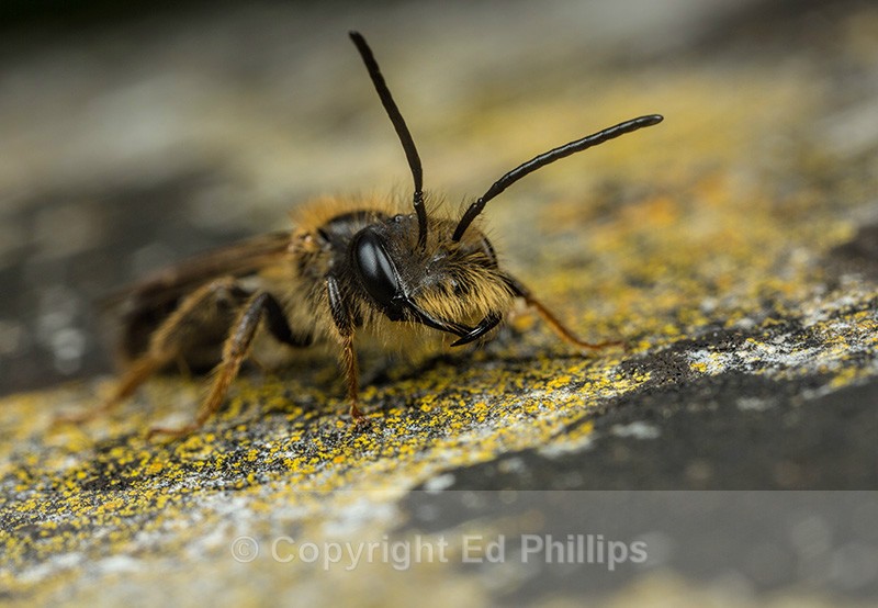 Andrena bucephala (m) - Andrena bucephala