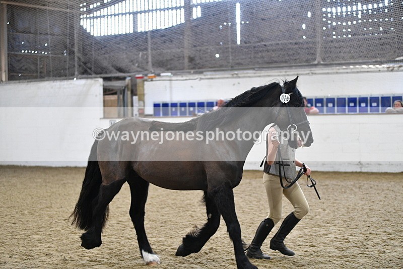 WJ5_4564 - Class 3 Part Bred In hand