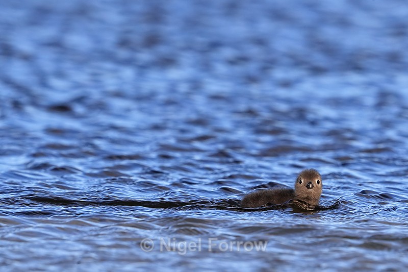 Red-throated Diver chick, Floi, Iceland - Red-throated Diver