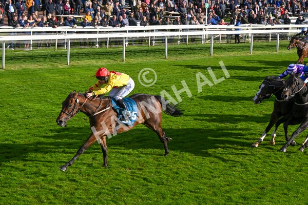111024-Race 5-Vince LAmour-2012 - Race 5 3.45pm Copper Knight - Winning Most Horse At York Handicap