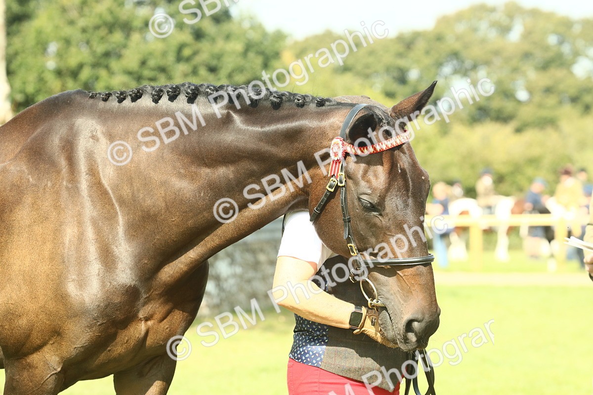 SBM_66557 - S34 - Rehabilitated Rescue Horse & Pony In Hand & Ridden