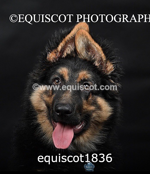 equiscot1836 - RONNIE