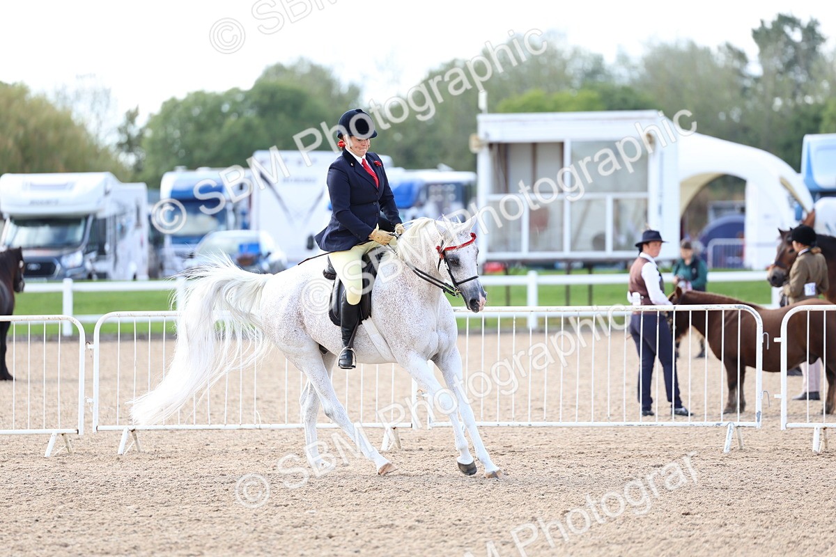 SBM_10860 - Class 305 - Ridden Foreign Breeds - Pure Bred