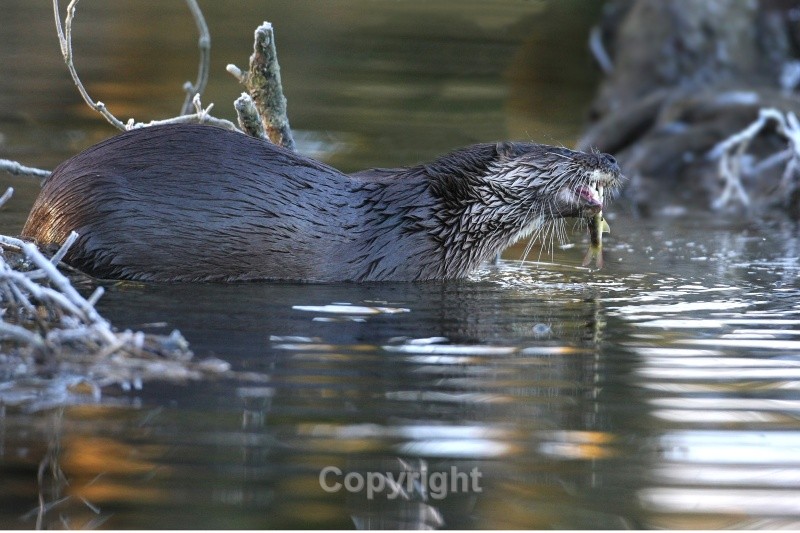 Otter ,County Louth - Various Mammals