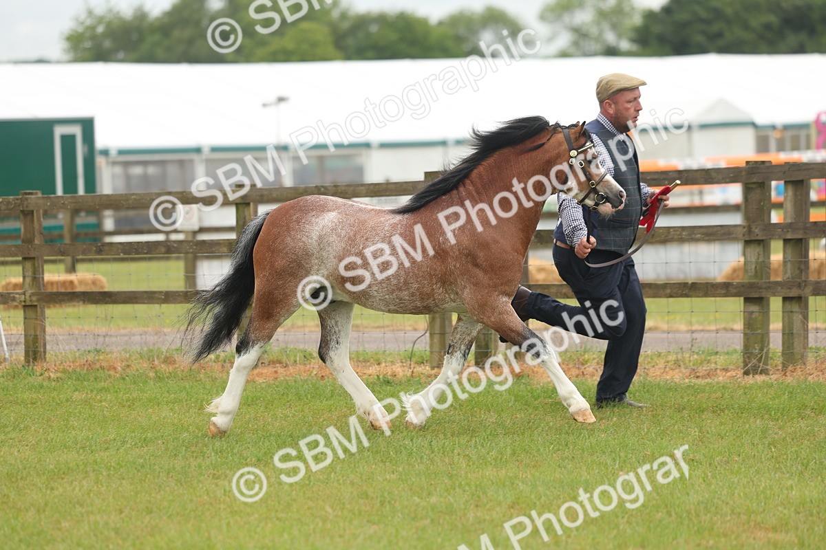 SBM_01428 - Class 50-57 - M&M Welsh Pony In Hand