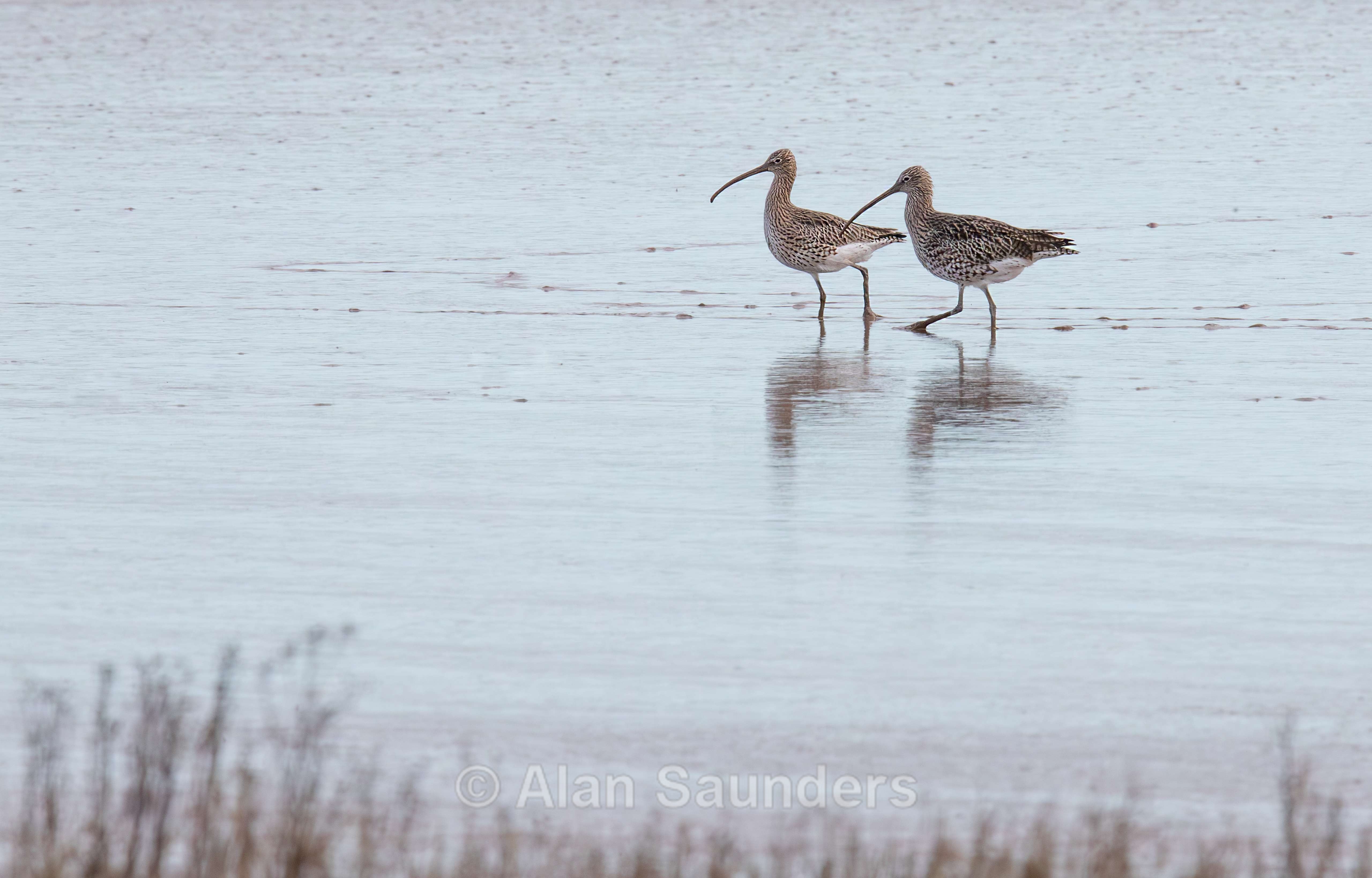 Eurasian Curlew 29