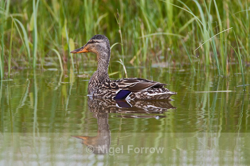 Mallard (female) reflection at Otmoor RSPB - Mallard