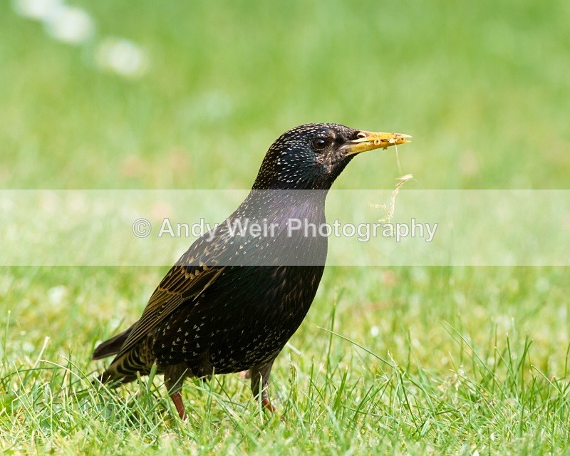 20110429-IMG_5161 - Starlings