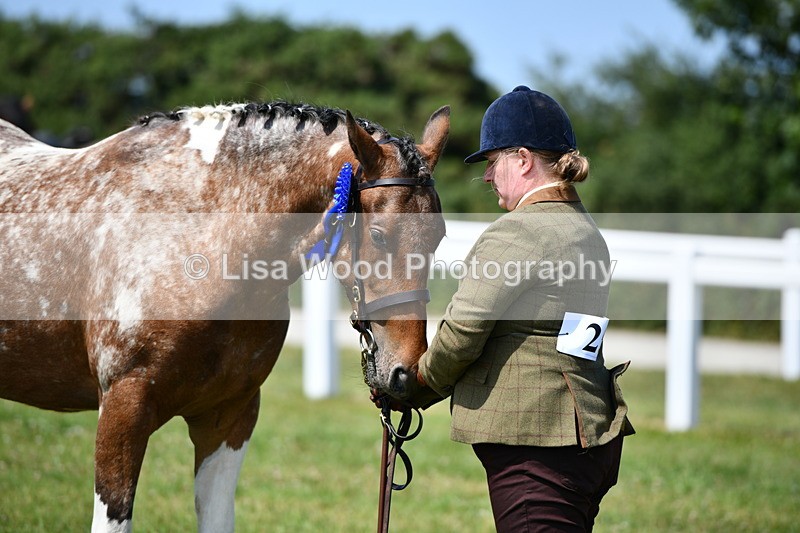 DSC_7950 - Coloured Horse In Hand Championship