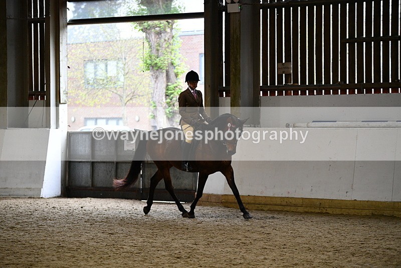 WJ5_8909 - Class 15 Ridden Show Horse