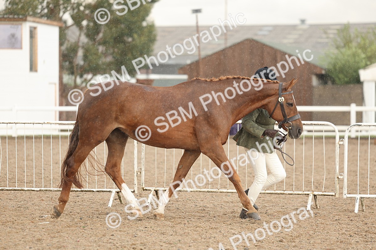 SBM_07750 - Class 27 - IH Competition Horse/Pony