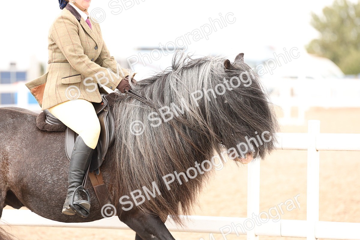 SBM_19629 - Class 216 - Ridden Traditional - Native Cob