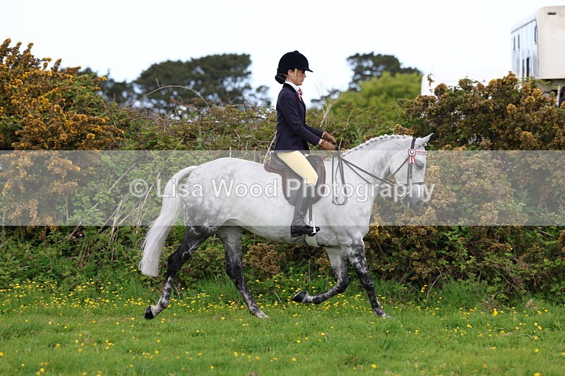 3E7A2059 - Class 11: Ridden Arab