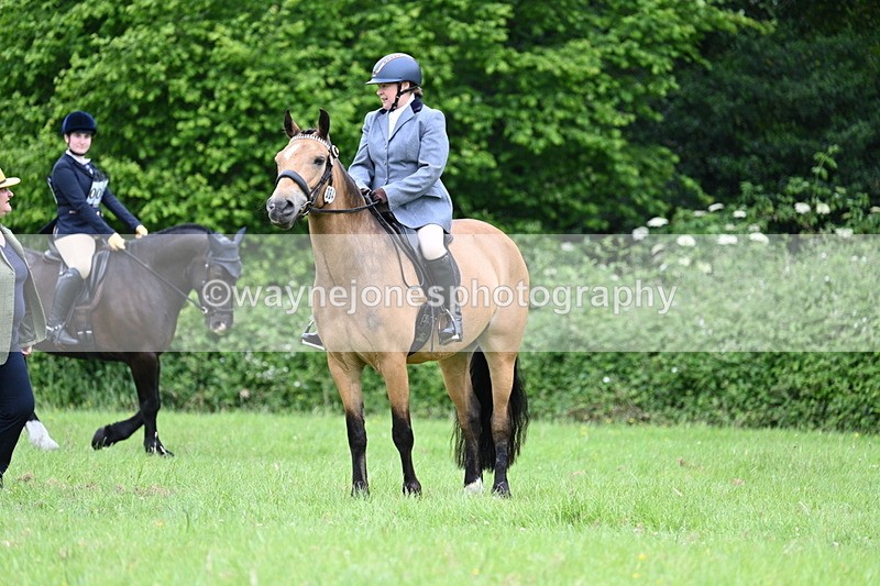 WJ7_3984 - Class 14A Handsome Gelding