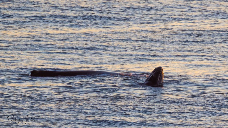 Mother and Calf 3