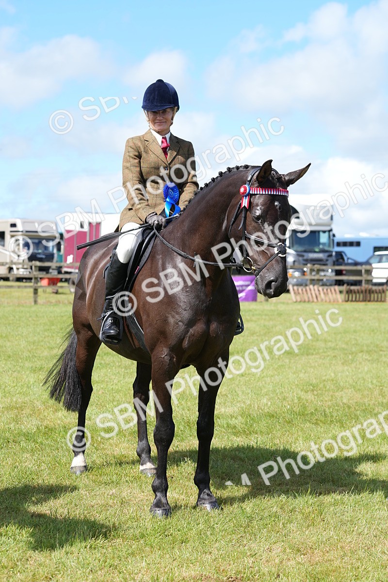 SBM_12973 - Class 99 - RIHS SEIB Working Show Horse