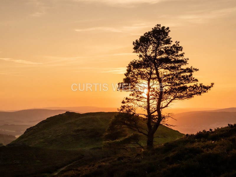 Lone Tree Eildons - SCOTTISH BORDERS