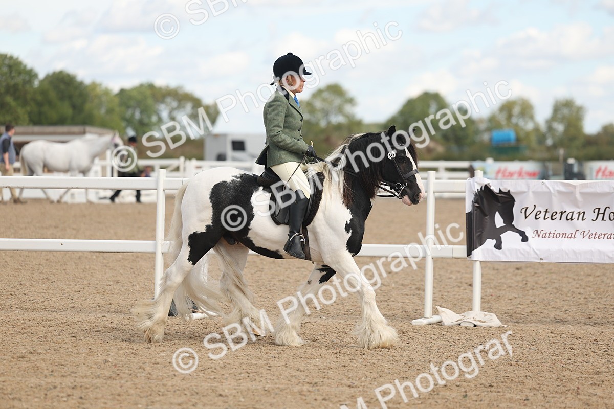 SBM_14640 - Class 307 - Ridden Coloured Pony