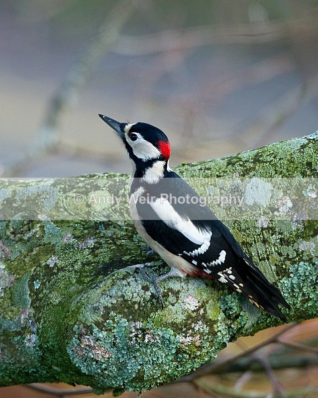 20111120-_MG_7707 - Woodpecker