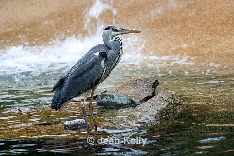 Grey Heron - DSC_3667 - Birds