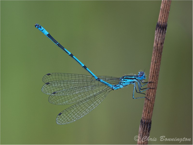 Blue Damselfly in mating display - Wee Beasties