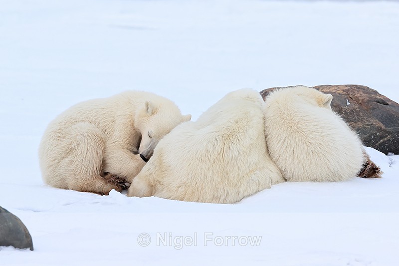 Polar Bear family snuggling together, Churchill, Canada - Polar Bear