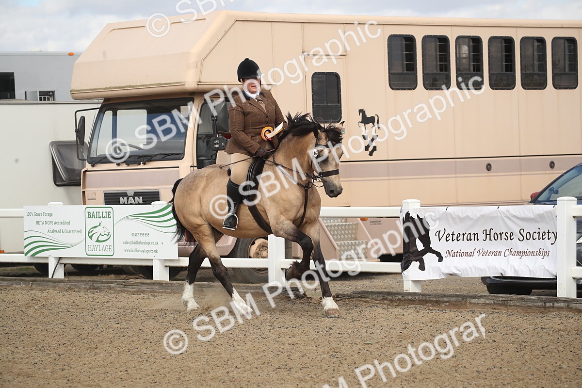 SBM_14612 - Class 505a - M&M Working Veteran - 50cm (15-19)