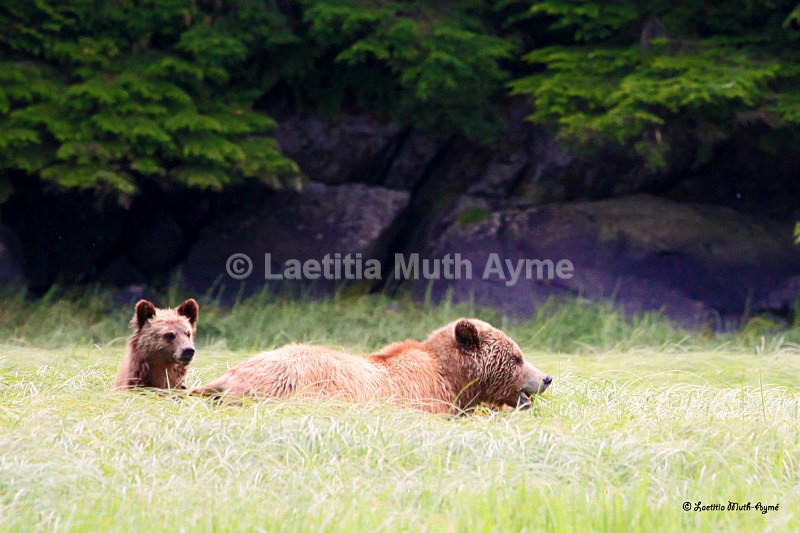 IMG_8548 British Columbia - Bears