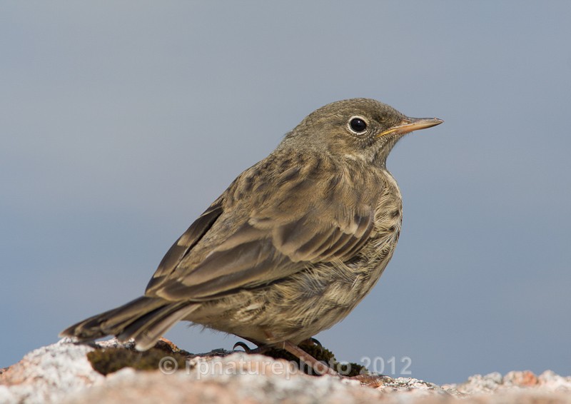 Rock Pipit - Anthus petrosus RPNP0095 - Birds