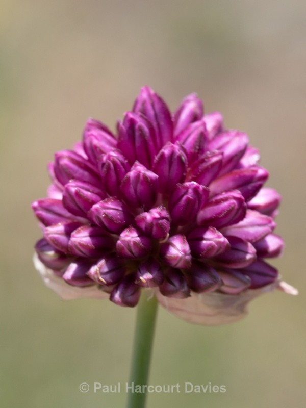 Round-head leek (Allium sphaerocephalon) - Wild Flowers - 2