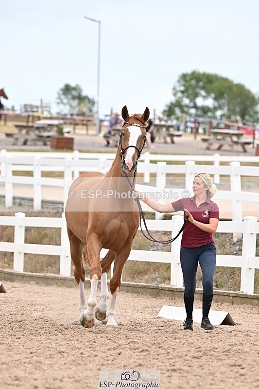 250716-160310-02370 - Trot Up 3.30 to 4.30