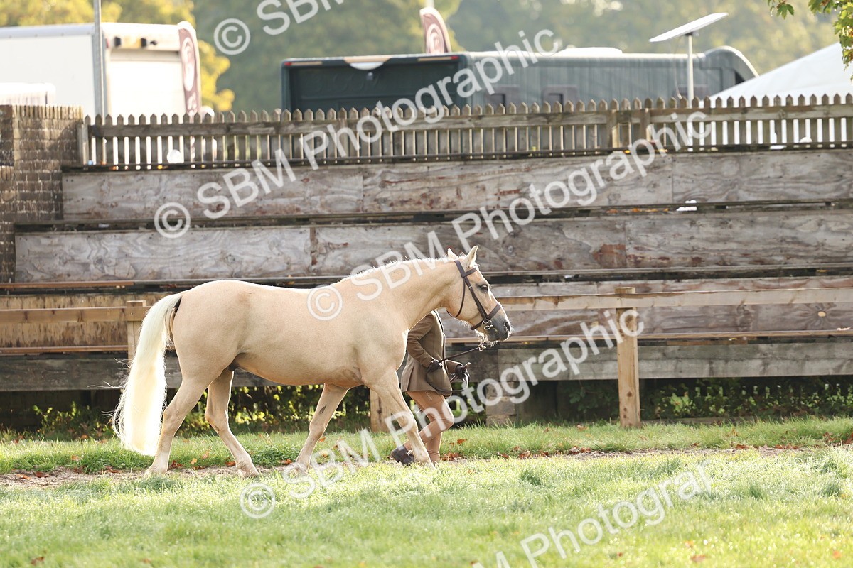 SBM_54791 - S39 - Starters In Hand Showing