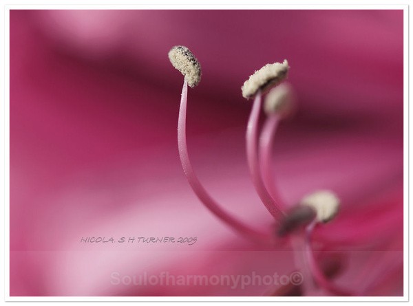  - Floria Macro