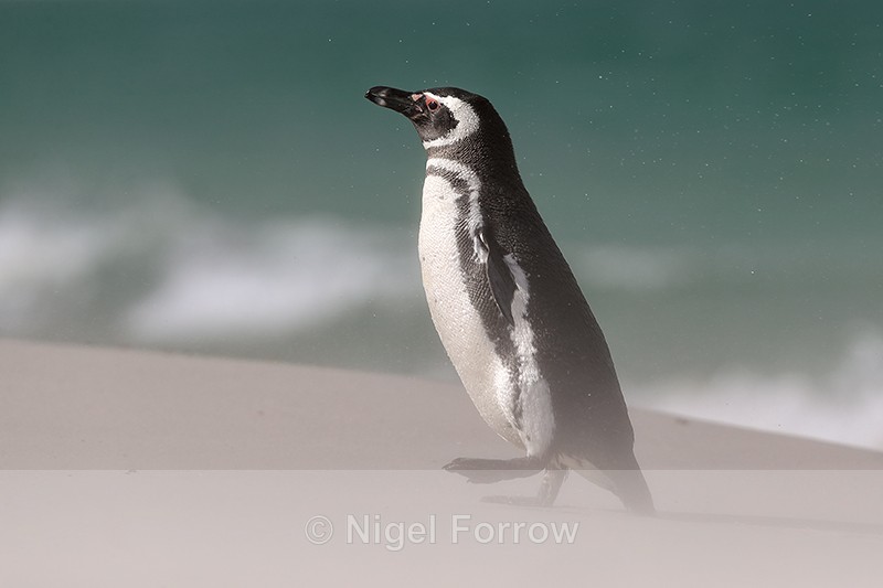 Magellanic Penguin walking, Leopard Beach, Carcass Island, Falklands - Magellanic Penguin