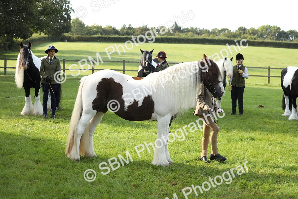 SBM_60936 - S43 - Coloured Pony In Hand